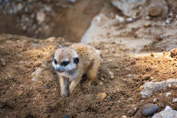 Fototapeta premium A very young suricate pup standing on the sand (Suricata suricatta)