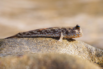 Gold-spotted Mudskipper (Periophthalmus chrysospilos), Bako National Park, Sarawak, Borneo, Malaysia