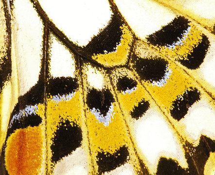 Fragment of a wing of the lime swallowtail butterfly Papilio demoleus. The wing has a pattern of white, yellow and black spots. Butterfly wing is devided into cells with veins, and covered with scales