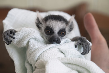 A hand-reared baby ring-tailed lemur swaddled in a linen is looking. A hand holds the animal child. The lemur has fluffy grey hair, a touching snout, crooked fingers, and big expressive orange eyes.
