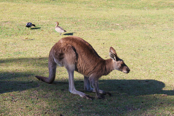 Kangaroo closeup with birds behind it © Susan Vineyard 