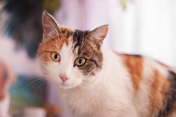 Two-colored cat portrait