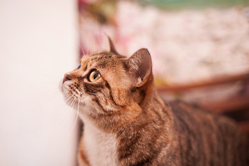 Red striped cat's profile portrait