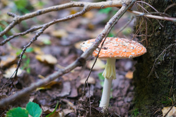 Fly Agaric