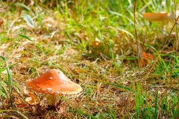 Mushroom fly agaric