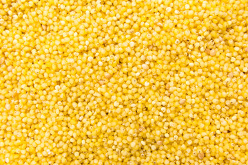 Proso Millet cereal grain. Closeup of grains, background use.