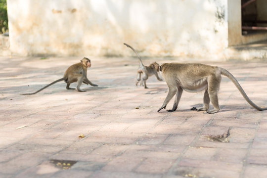 adults monkey chasing a little monkey