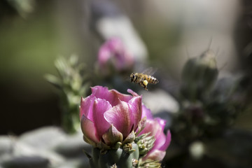 Closeup of one Honey Bee with pollen on it's leg flying above a pink flower