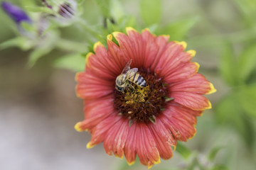Closeup of Honeybee sitting in center of red and yellow Firewheel flower
