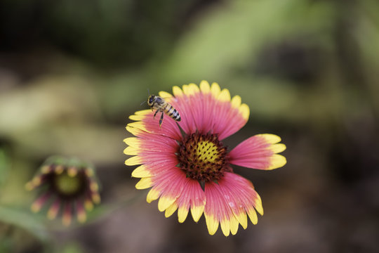 Closeup of Honeybee flying above Red and yellow Firewheel flower