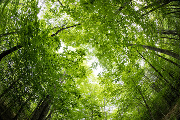 Obraz premium Summer Tree Canopy View