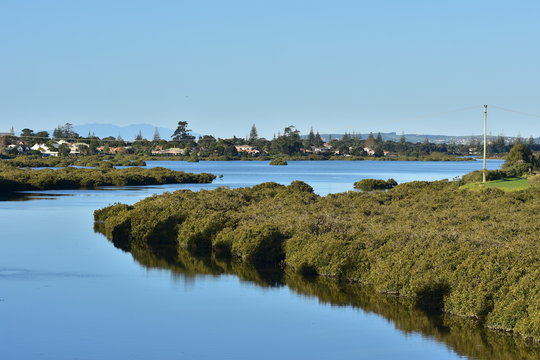 Calm waters with growth of mangroves in estuary in Orewa.