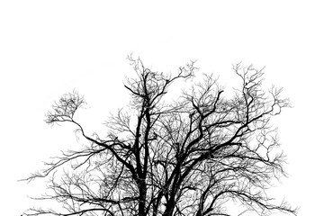 Branch of Dead tree  Silhouette Isolated on White Background