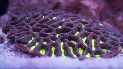 Neon Green-eyed Maze Brain Coral