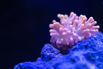 Bubble tip coral anemone