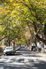 Tree lined street in autumn