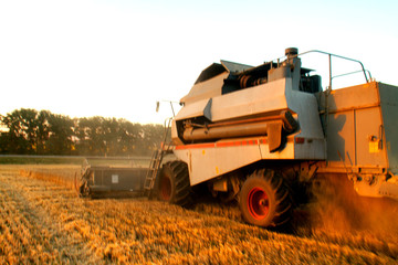 Fototapeta premium Combine machine is harvesting oats on farm field. combine harvester working on a wheat field. Combine harvester cuts the field of mature ripe yellow wheat