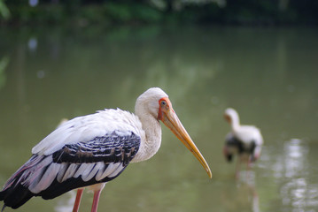 The Milky Stork (Mycteria Cinerea) Resting Beside Lake in National Zoo of Malaysia