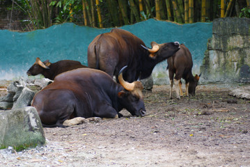 Gaurs (Bos Gaurus) Also Called Indian Bison Resting On A Sunny Day In Their Home At National Zoo Of Malaysia