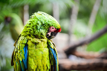 Grooming Parrot