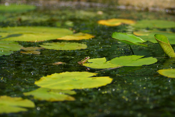 Green Frog On Water Lily Leaf Getting Ready To Jump
