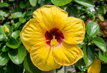 Yellow hibiscus flower