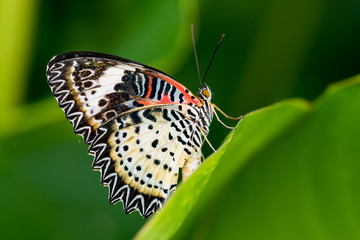 Close up butterfly on green leaf