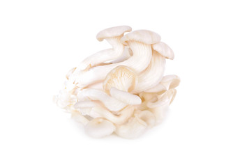 fresh white oyster Hungary mushroom on white background