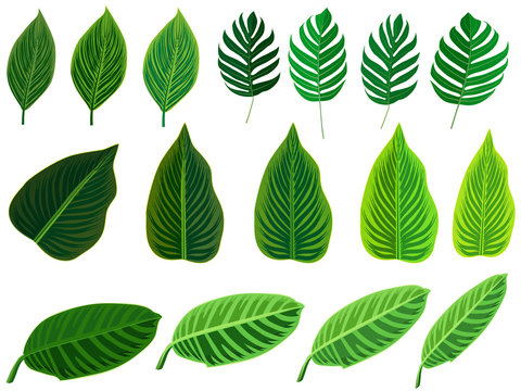 Tropical leaves set. Vector clip art illustration with simple gradients.