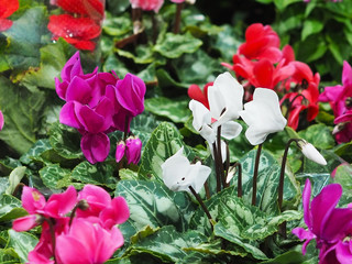 cyclamen flowers in winter season