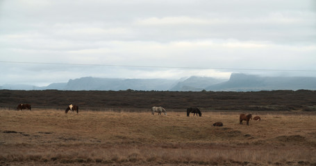 Fototapeta na wymiar Horses in the mountains in Iceland. Icelandic horses in the Snæfellsnes Peninsula area over Icelandic highlands.