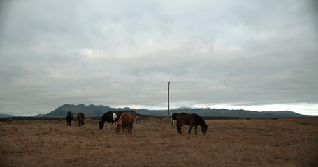 Horses in the mountains in Iceland. Icelandic horses in the Snæfellsnes Peninsula area over Icelandic highlands.