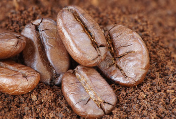 Many Coffee roasted Beans on powder
