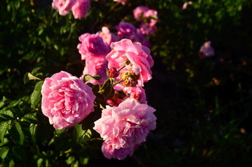 Obraz premium Beautiful pink rose petals with drops of water.