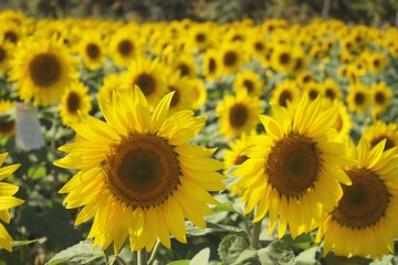 Naklejka premium Sunflower 