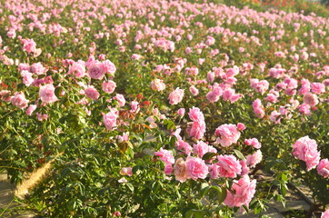 Fototapeta premium Beautiful pink rose petals with drops of water (6)