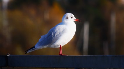 Möwe stehend nah links-rechts