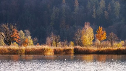 Goldenes Seeufer im Herbst Totale