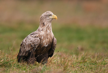 White tailed Eagle (Haliaeetus albicilla)