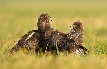 Common buzzard (Buteo buteo)