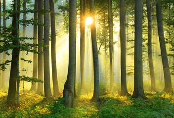 Zelfklevend Fotobehang Ochtend in het bos © Piotr Krzeslak