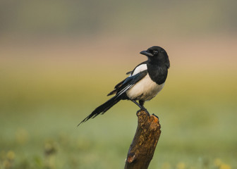 Fototapeta premium Magpie (Pica pica)