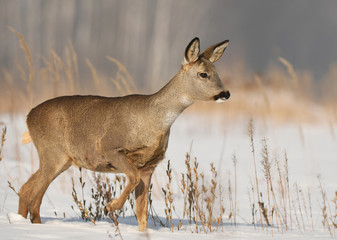 Roe deer (Capreolus capreolus)