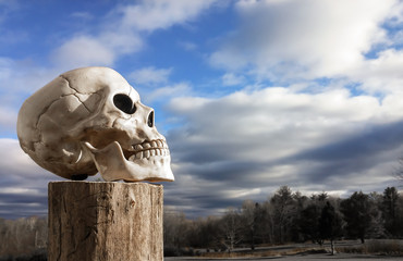 Skull Facing Sky / Angled front view of a plastic human skull on top of a cut tree trunk with a...