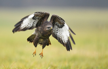 Common buzzard (Buteo buteo)