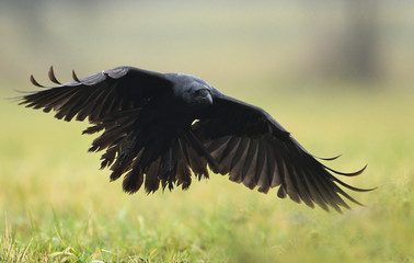 Raven (Corvus corax)