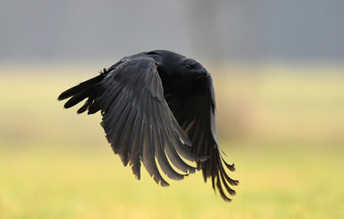 Raven (Corvus corax)