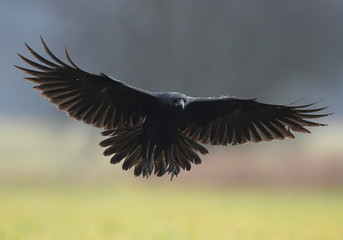 Raven (Corvus corax)