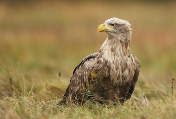 White tailed Eagle (Haliaeetus albicilla)