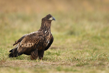 White tailed Eagle (Haliaeetus albicilla)